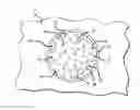 Fig. 01 - Gelator-stabilized crystalline resins