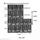 Fig. 13 - Medical device coatings