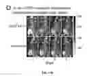 Fig. 19 - Medical device coatings