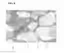 Fig. 04 - POSITIVE-ELECTRODE MEMBER AND METHOD FOR PRODUCING THE SAME