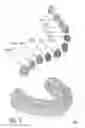 Fig. 07 - DENTAL MODEL AND METHOD FOR ITS MANUFACTURING