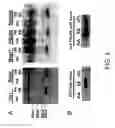 Fig. 06 - METHODS OF DIAGNOSING CERVICAL CANCER