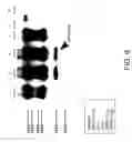 Fig. 07 - METHODS OF DIAGNOSING CERVICAL CANCER