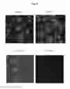 Fig. 03 - Methods For Whole-Cell Analysis Of Gram-Positive Bacteria