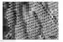 Fig. 01 - Methods for controlling pore morphology in aerogels using electric fields and products thereof