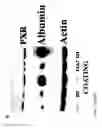 Fig. 08 - POLYMERS FOR GROWING CELLS