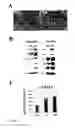 Fig. 09 - POLYMERS FOR GROWING CELLS
