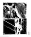 Fig. 11 - POLYMERS FOR GROWING CELLS