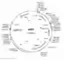 Fig. 01 - Episomal expression vector for metazoan cells