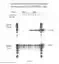 Fig. 08 - Episomal expression vector for metazoan cells