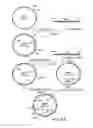Fig. 07 - Combinatorial DNA library for producing modified -glycans in lower eukaryotes
