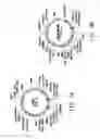 Fig. 08 - Recombinant microbial host cells for high eicosapentaenoic acid production