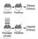Fig. 01 - ENUCLEATION OF CELLS WITH PSORALENS