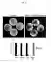 Fig. 04 - ENUCLEATION OF CELLS WITH PSORALENS