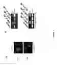 Fig. 04 - Method for controlling the biological activity of a protein in a vertebrate cell
