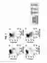 Fig. 02 - Differentiation of human embryonic stem cells