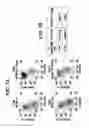 Fig. 09 - Differentiation of human embryonic stem cells