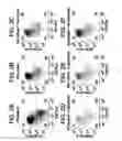 Fig. 04 - Differentiation of human embryonic stem cells