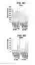 Fig. 10 - Differentiation of human embryonic stem cells