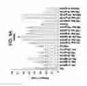 Fig. 14 - Differentiation of human embryonic stem cells