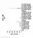 Fig. 19 - Differentiation of human embryonic stem cells