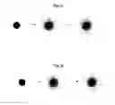 Fig. 04 - PEPTIDE-MODIFIED MICROCARRIERS FOR CELL CULTURE