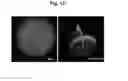 Fig. 10 - PEPTIDE-MODIFIED MICROCARRIERS FOR CELL CULTURE