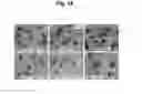 Fig. 12 - PEPTIDE-MODIFIED MICROCARRIERS FOR CELL CULTURE