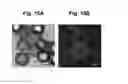 Fig. 13 - PEPTIDE-MODIFIED MICROCARRIERS FOR CELL CULTURE