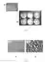 Fig. 09 - Microporous Cell Culture Substrates
