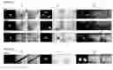 Fig. 01 - Method for making IPS cells