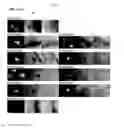 Fig. 05 - Method for making IPS cells
