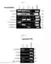 Fig. 06 - Method for making IPS cells