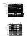 Fig. 07 - Method for making IPS cells