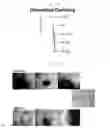 Fig. 24 - Method for making IPS cells