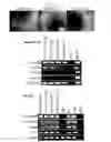 Fig. 28 - Method for making IPS cells
