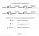 Fig. 03 - Determination of a Genotype of an Amplification Product at Multiple Allelic Sites