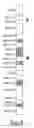 Fig. 04 - High resolution chromosomal mapping