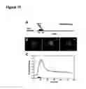 Fig. 15 - SYNAPTIC VESICLE CYCLING ASSAYS AND SYSTEMS