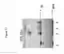 Fig. 12 - Methods of creating and screening DNA-encoded libraries