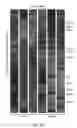Fig. 10 - METHODS AND COMPOSITIONS RELATED TO THE REGULATION OF GOBLET CELL DIFFERENTIATION, MUCUS PRODUCTION AND MUCUS SECRETION