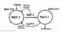 Fig. 01 - THERAPEUTIC METHOD FOR INCREASING PANCREATIC BETA CELL MASS