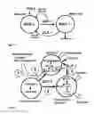 Fig. 02 - THERAPEUTIC METHOD FOR INCREASING PANCREATIC BETA CELL MASS