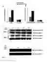Fig. 06 - THERAPEUTIC METHOD FOR INCREASING PANCREATIC BETA CELL MASS