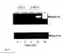 Fig. 22 - THERAPEUTIC METHOD FOR INCREASING PANCREATIC BETA CELL MASS