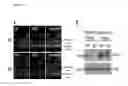 Fig. 09 - Administration of HB-EGF for the Protection of Enteric Neurons