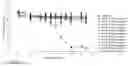Fig. 01 - Oligomer-amino acid conjugates