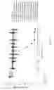 Fig. 02 - Oligomer-amino acid conjugates
