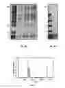 Fig. 04 - Microbial nanowires and products related thereto
