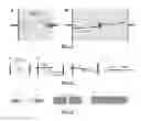 Fig. 24 - METHOD AND SYSTEM FOR NERVE REPAIR, NANOKNIFE, MEMS PLATFORM AND USES THEREOF